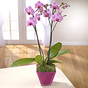 Elegant Beauty Orchid