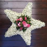 Star - Gypsophilia