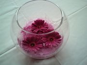 Gerbera Fishbowl