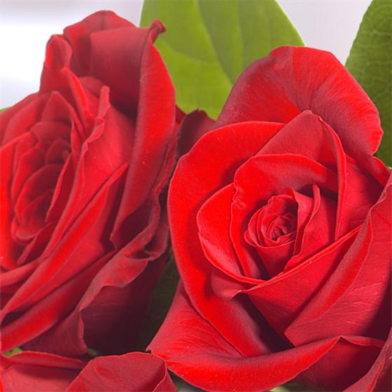 Simply Beautiful Roses Simply Roses Bedford Florist Florist